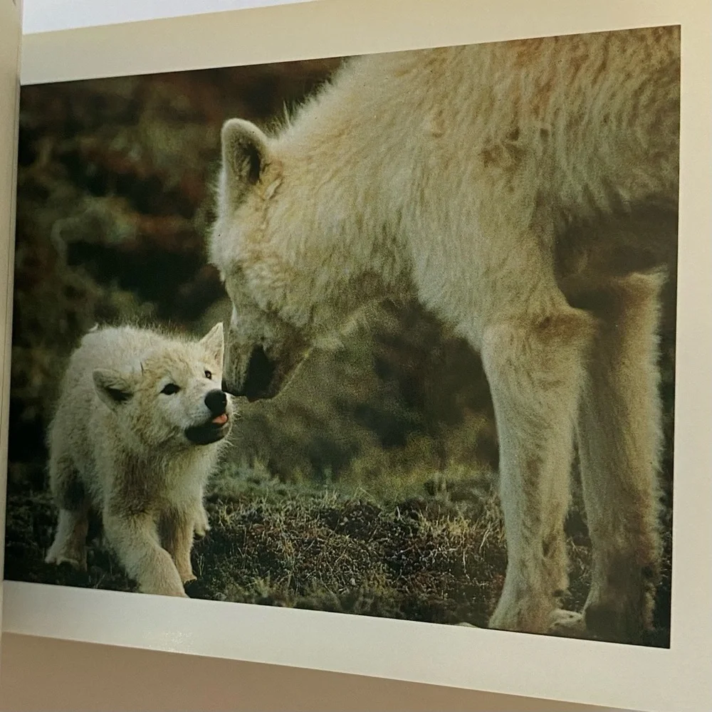 Wolves Postcard Collection Vintage 1990 International Wild Center Set Of  Pics